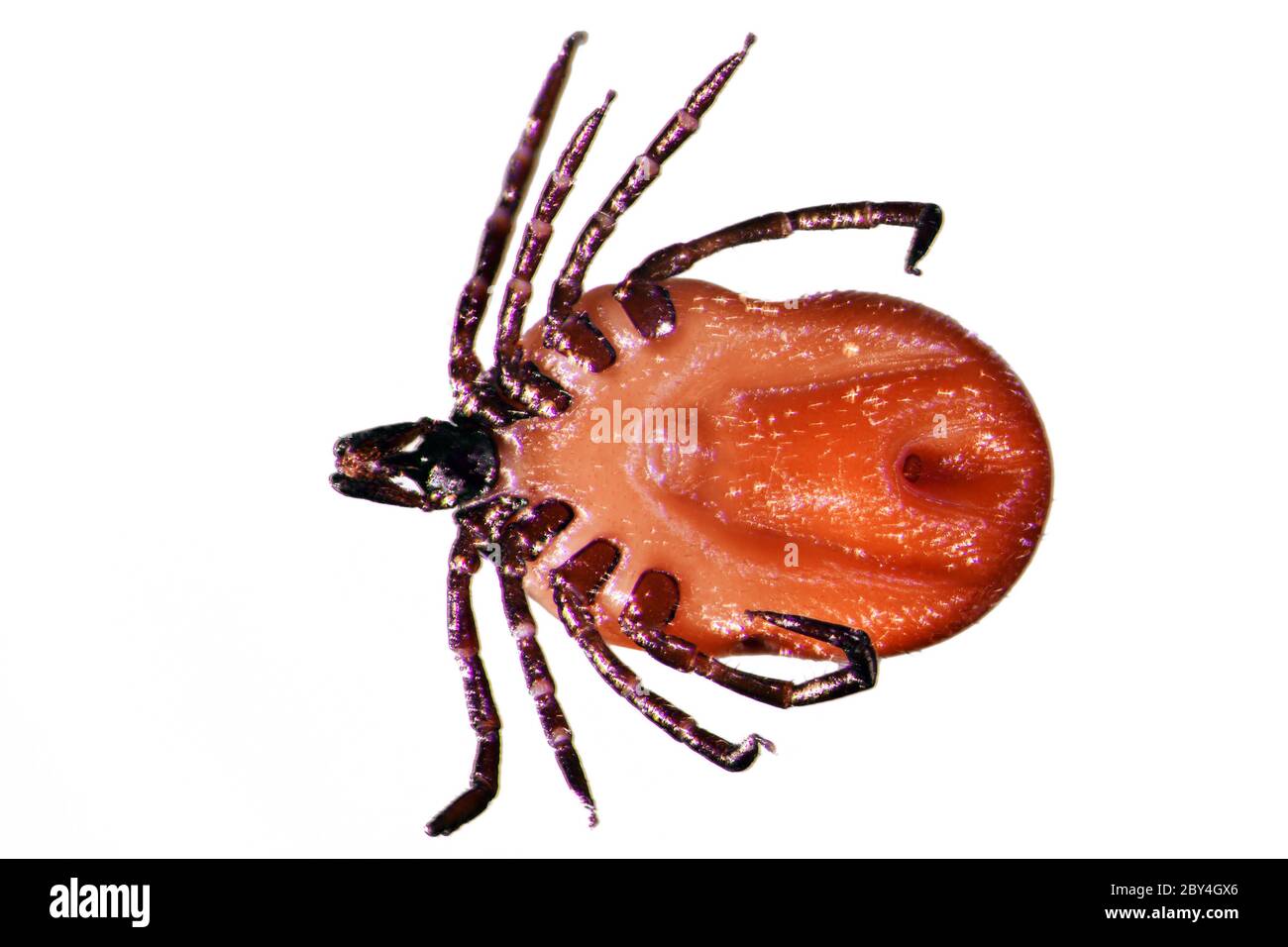 Zecke Ixodes ricinus Foto Stock