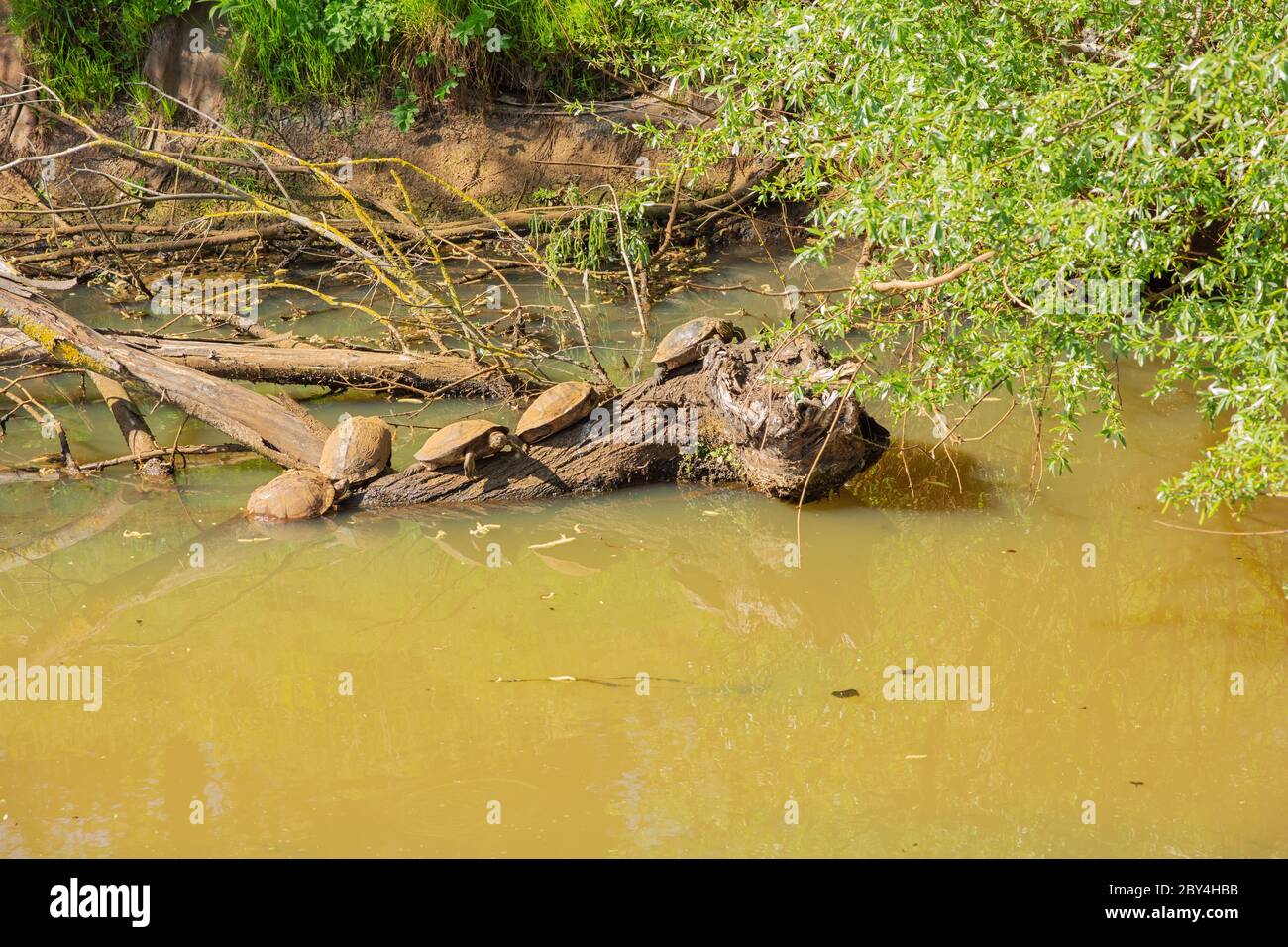 Cumberland e slider rosso-arato prendere un bagno di sole su un ramo Foto Stock