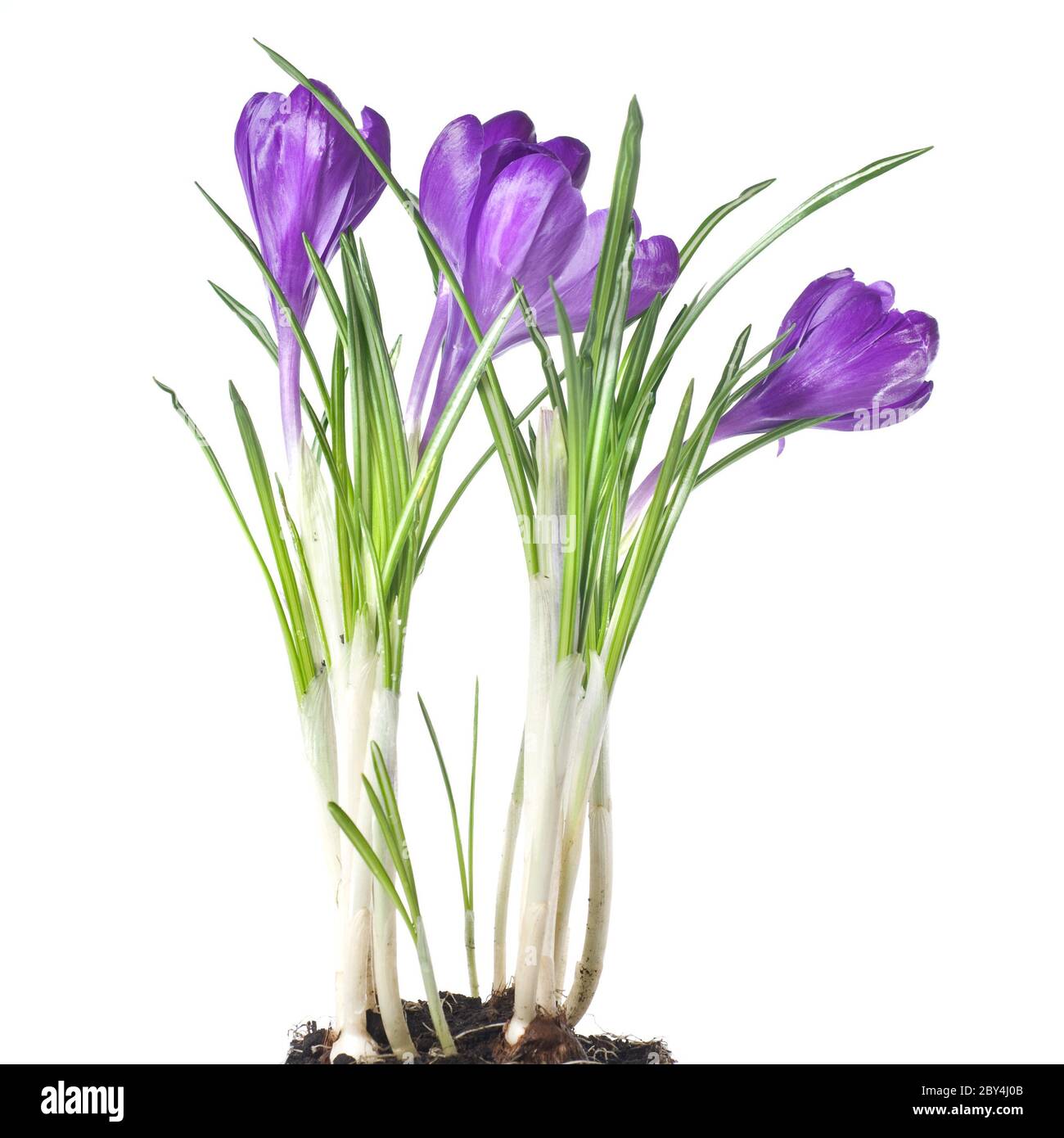 Crocus bouquet isolato su bianco Foto Stock