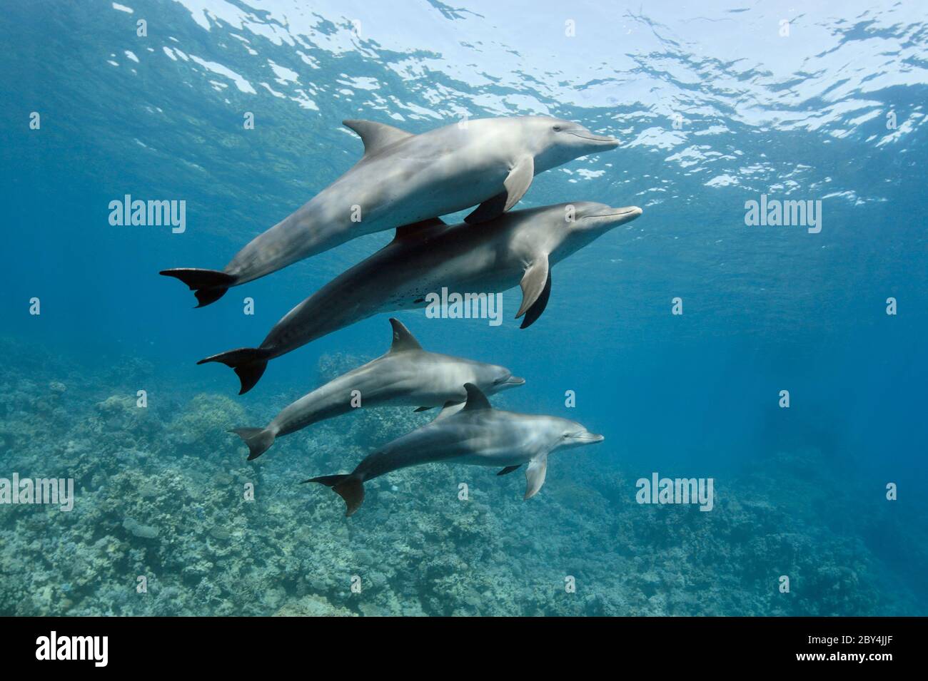 Una famiglia di delfini tursiopi selvatici indoPacifico (Tursiops aduncus) sta giocando di fronte alla fotocamera subacquea nel Mar Rosso. Foto Stock