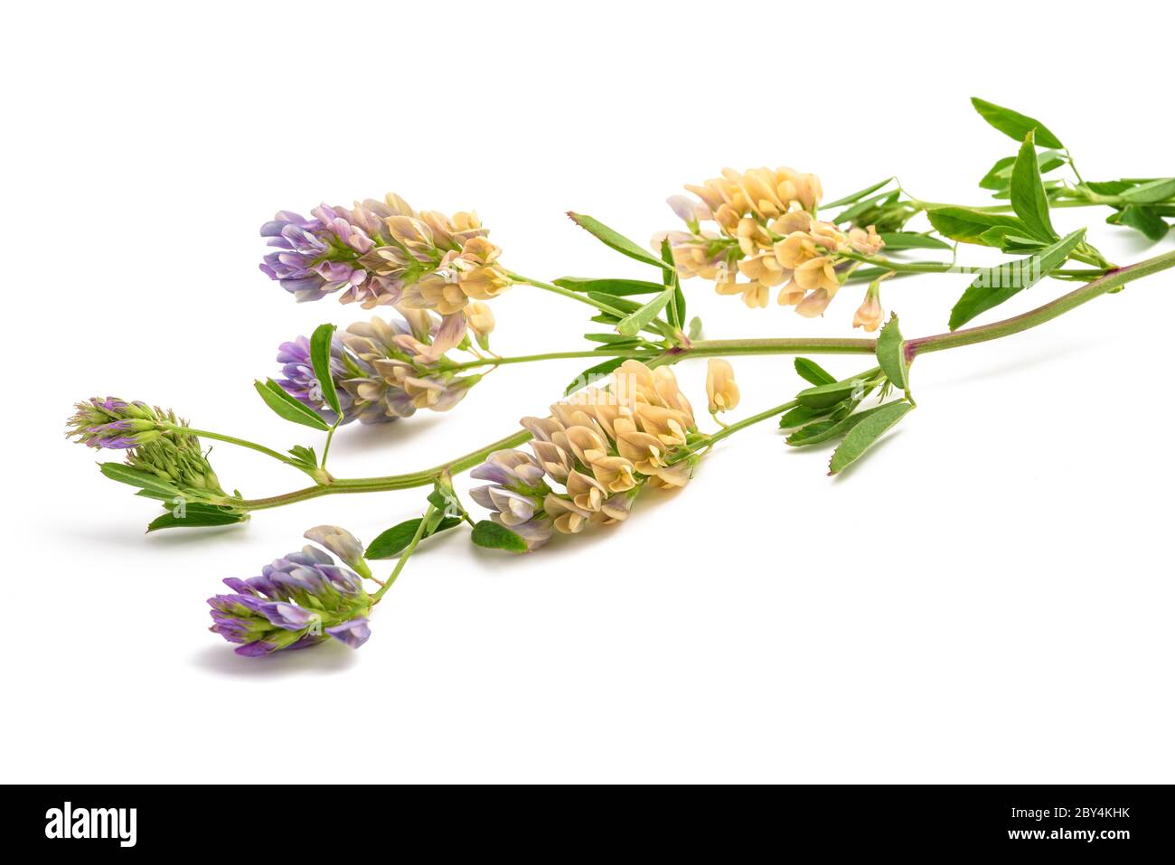 Medicago Sativa pianta isolata su sfondo bianco Foto Stock