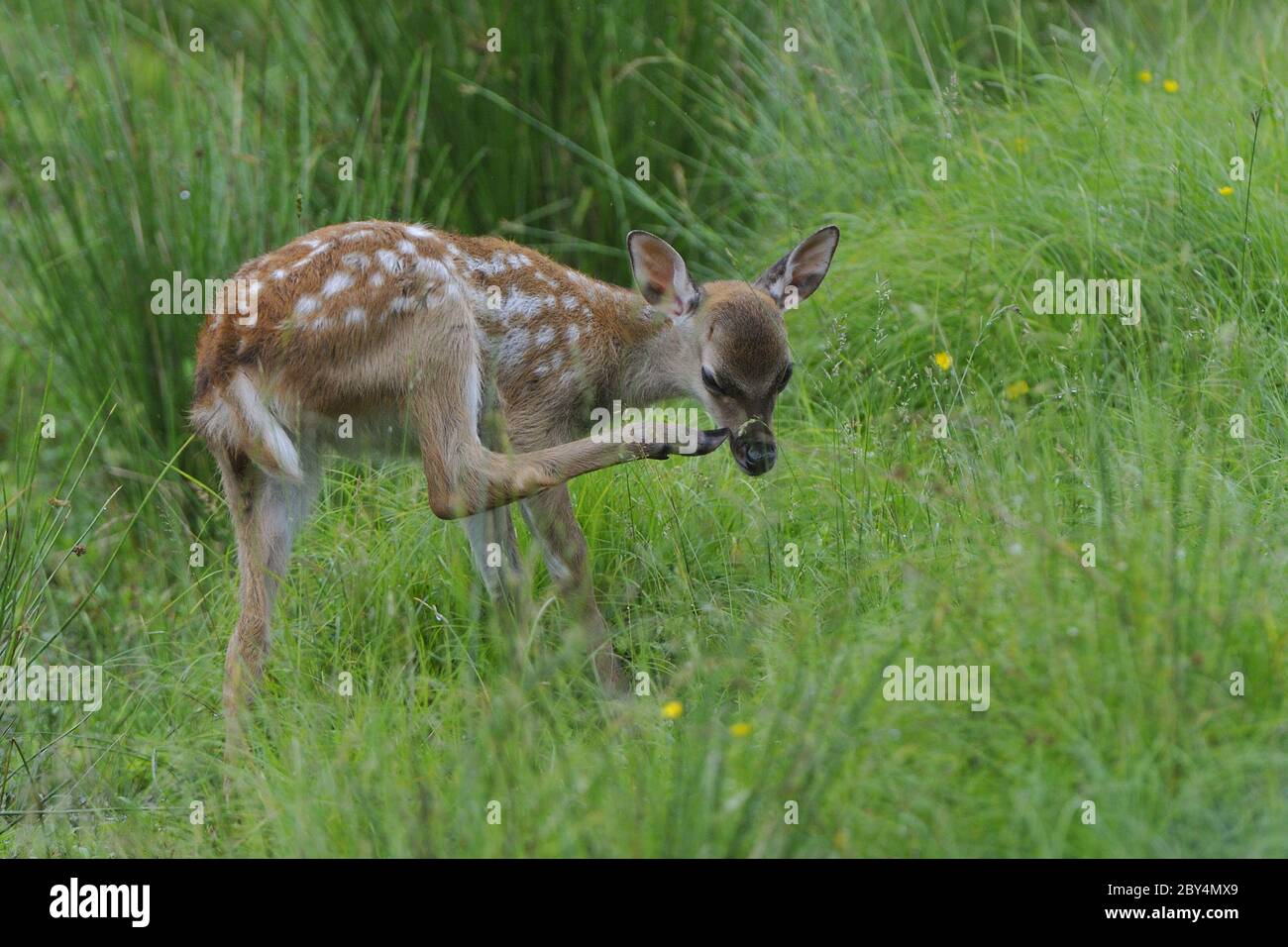 Daini vitello Foto Stock