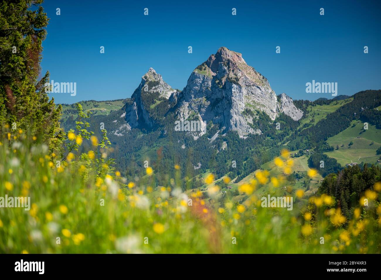Aussicht auf den Grosse Mythen in der Zentralschweiz im Sommer mit Wildblumen Foto Stock