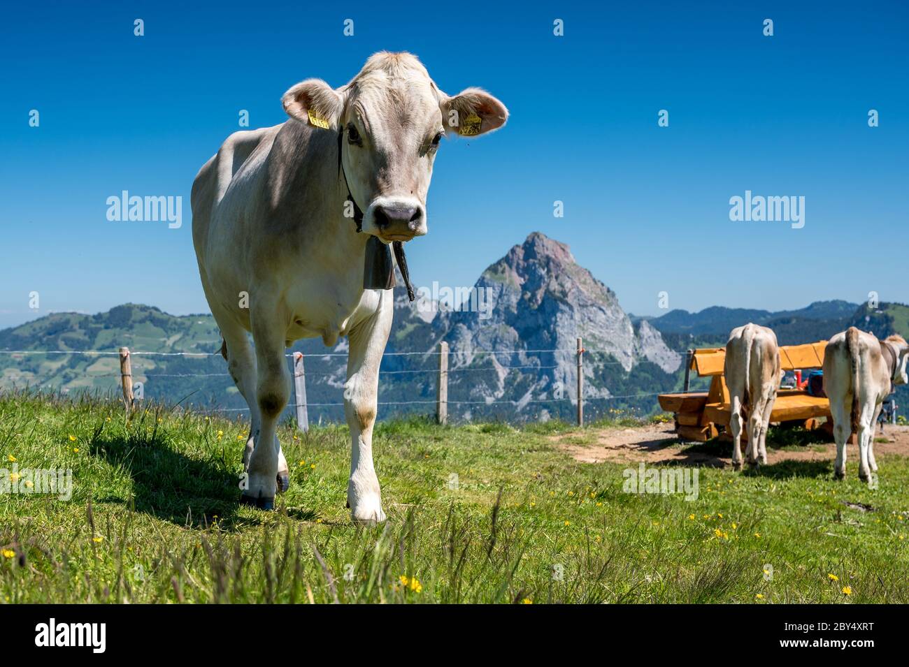 Rind auf Schweizer Alpwiese in der Zentralschweiz mit Mythen Foto Stock