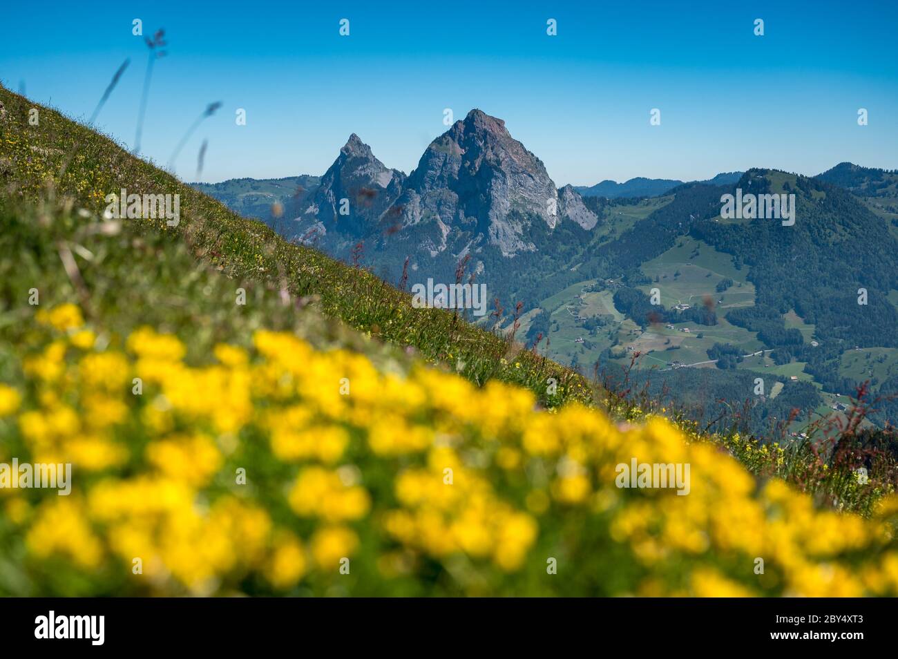 Aussicht auf den Grosse Mythen in der Zentralschweiz im Sommer mit Wildblumen Foto Stock