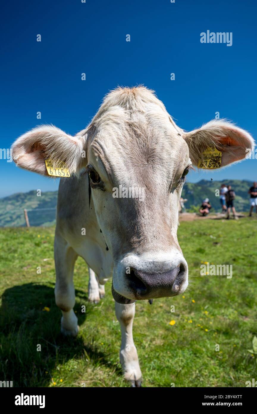 Von Schweizer in der Zentralschweiz Foto Stock
