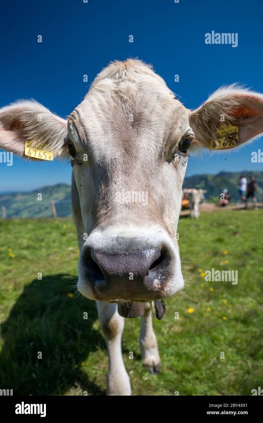 Von Schweizer in der Zentralschweiz Foto Stock
