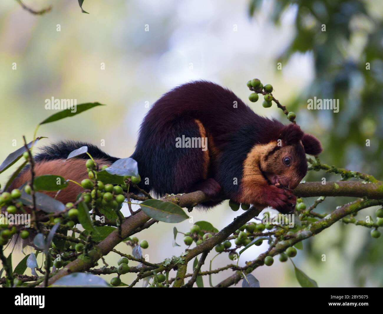 Scoiattolo gigante malabarese godendo le berrie di albero baniyan in molto vicino bella cornice. Foto Stock