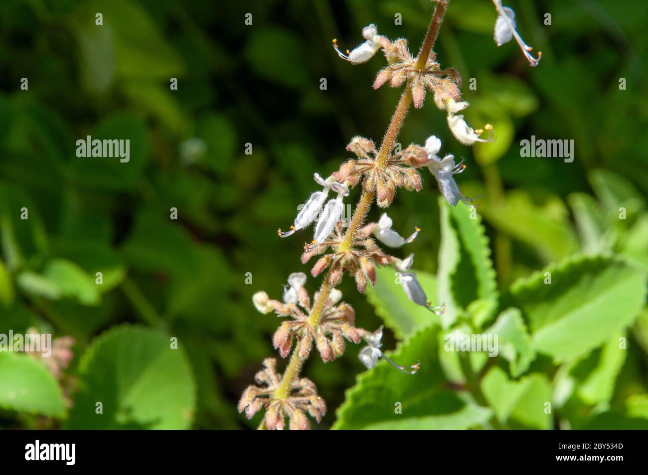 Un bel fiore tropicale viola, cubano Oregano (Plectranto amboinicus). Seychelles. Foto Stock