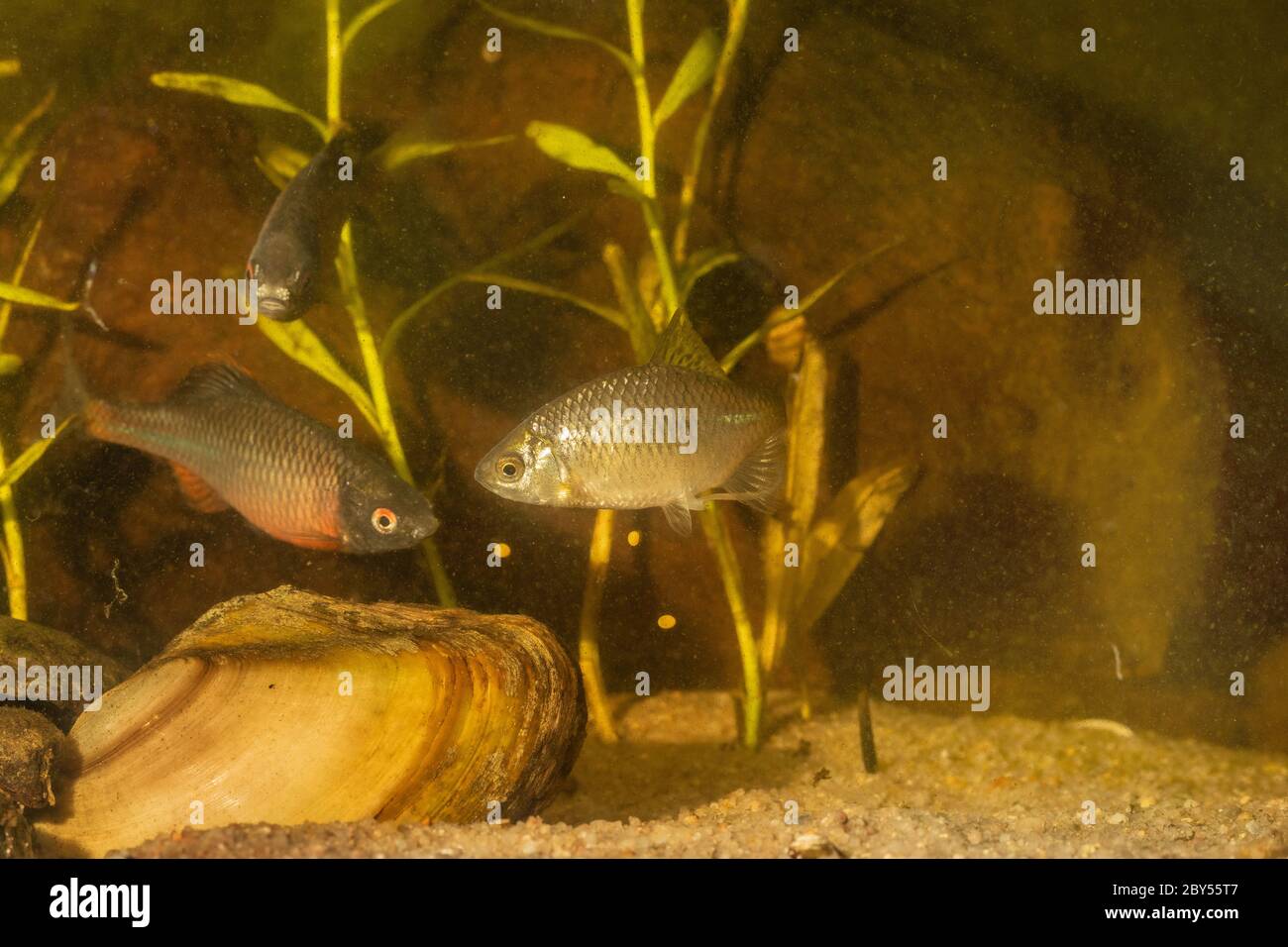 L'amarina (Rhodeus amarus, Rhodeus sericeus, Rhodeus sericeus amarus), la musella espelle le uova dalle sue branchie dopo la deposizione delle uova, Germania Foto Stock