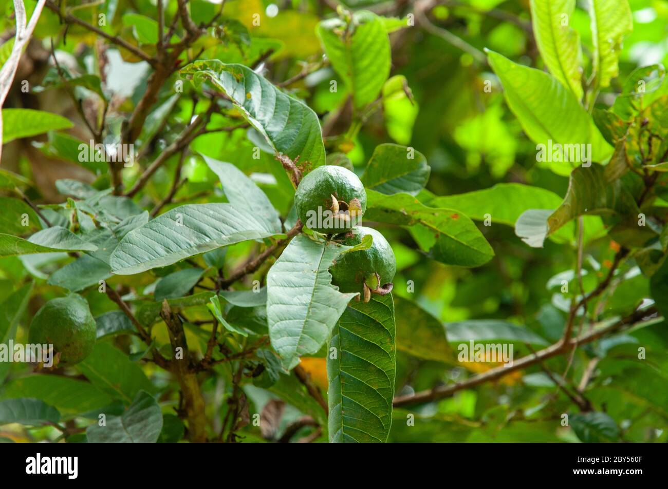 Un verde verde verde verde verde verde tropicale comune Guava frutta (Psidium guajava). Seychelles Foto Stock