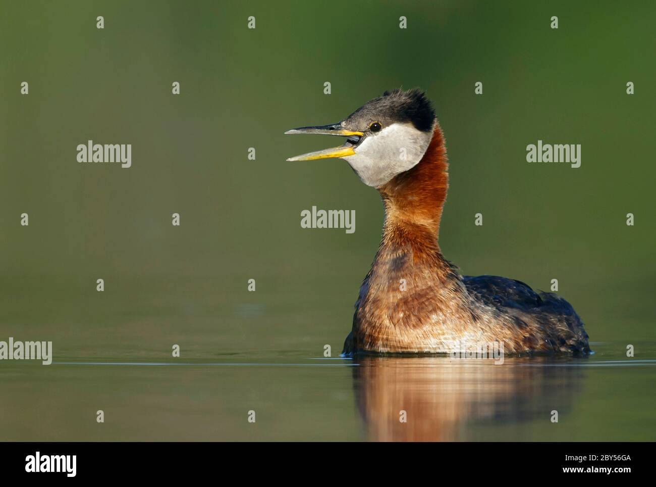 Holboll's rosso-necked grebe (Podiceps grisegena holbollii, Podiceps holbollii), uomo adulto in allevamento piumaggio nuoto in un lago, Canada, British Columbia, Kamloops Foto Stock