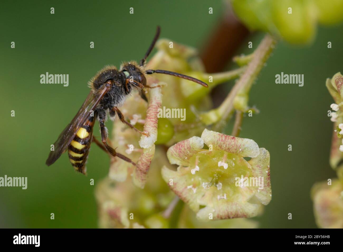 Ape di cucù, cucucuculo-ape (spec. Di Nomada), visitando un fiore di ribes rosso, Ribes rubrum, Germania Foto Stock