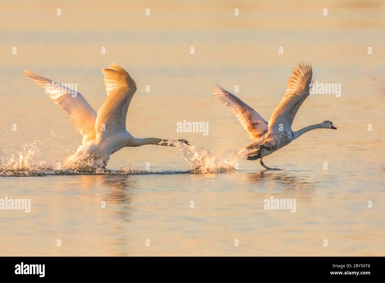 Cigno muto (Cignus olor), combattendo i maschi nella luce della sera, Germania, Baviera, Lago Chiemsee Foto Stock