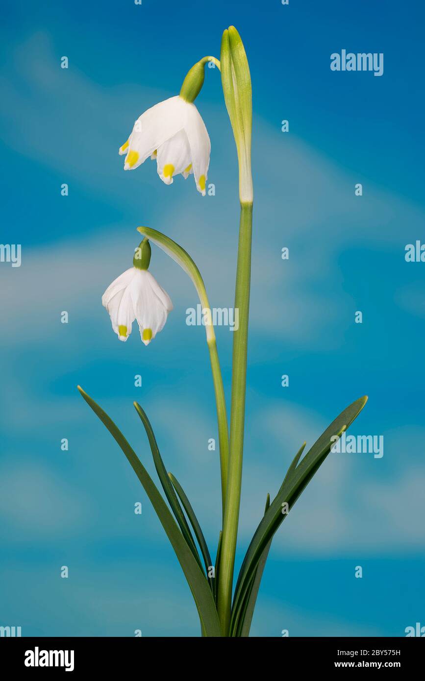 Il simbolo del fiocco di neve di primavera (Leucojum vernum), fioritura, in Germania, in Baviera Foto Stock