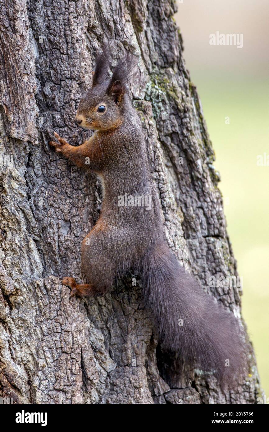 Scoiattolo rosso europeo, scoiattolo rosso eurasiatico (Sciurus vulgaris), morfo bruno che sale su un tronco d'albero, Germania Foto Stock