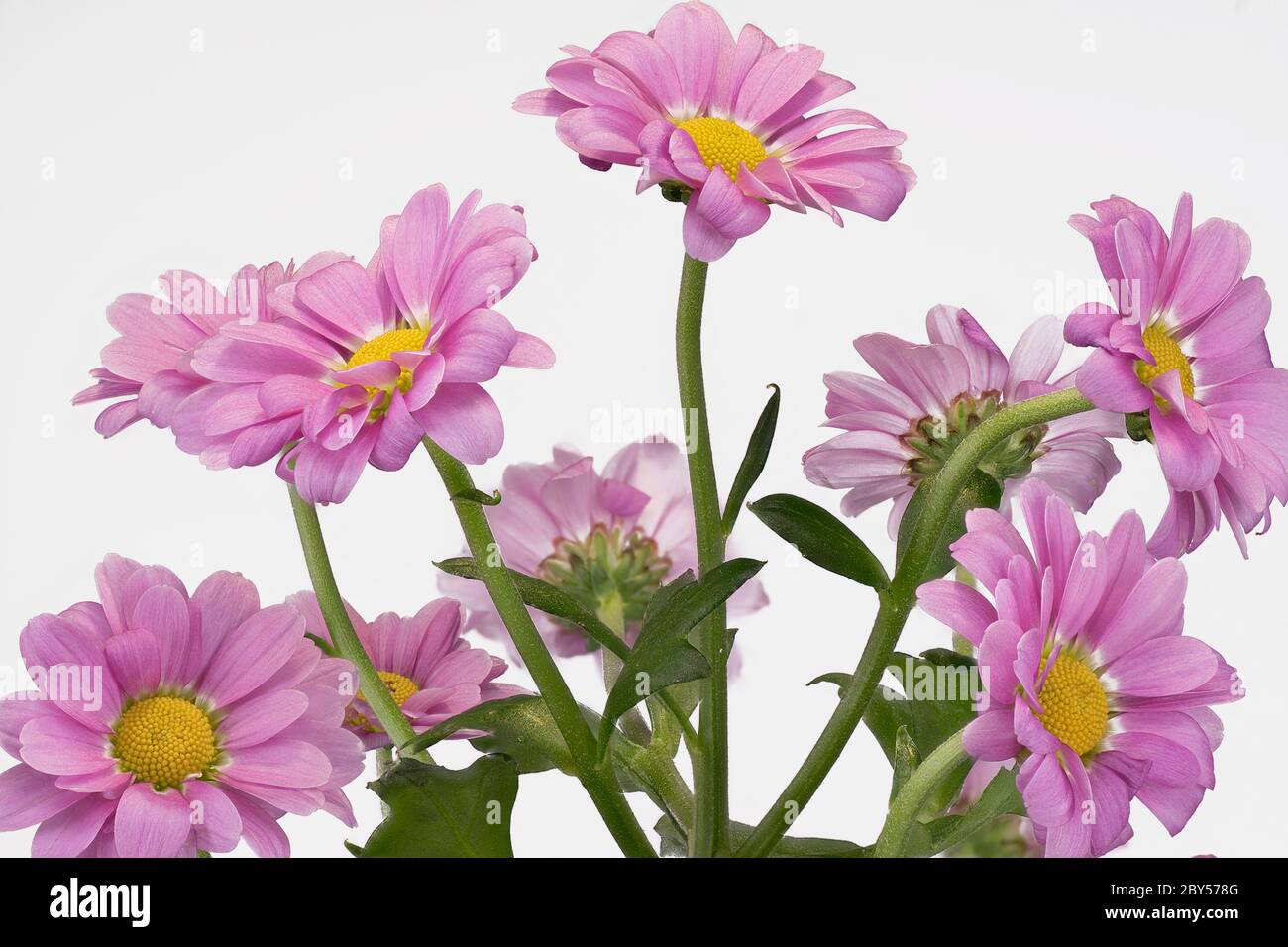 Costmary, Chinese Aster, Chrysanthemum, Mum, Giardino Mum (Dendranthema x grandiflorum, Dendranthema grandiflorum, Dendranthema indica, Chrysanthemum indicum, Chrysanthemum grandiflorum, Crisanthemum x grandiflorum), blooming, cutout Foto Stock