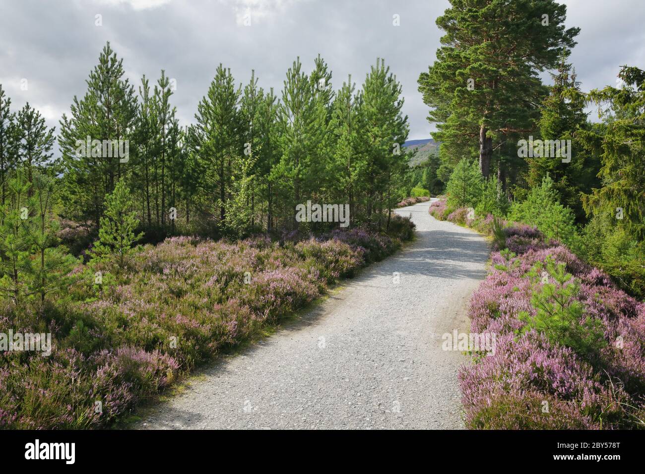 Sentiero ghiaia al Cairngorms National Park , Regno Unito, Scozia, Cairngorms National Park, Aviemore Foto Stock