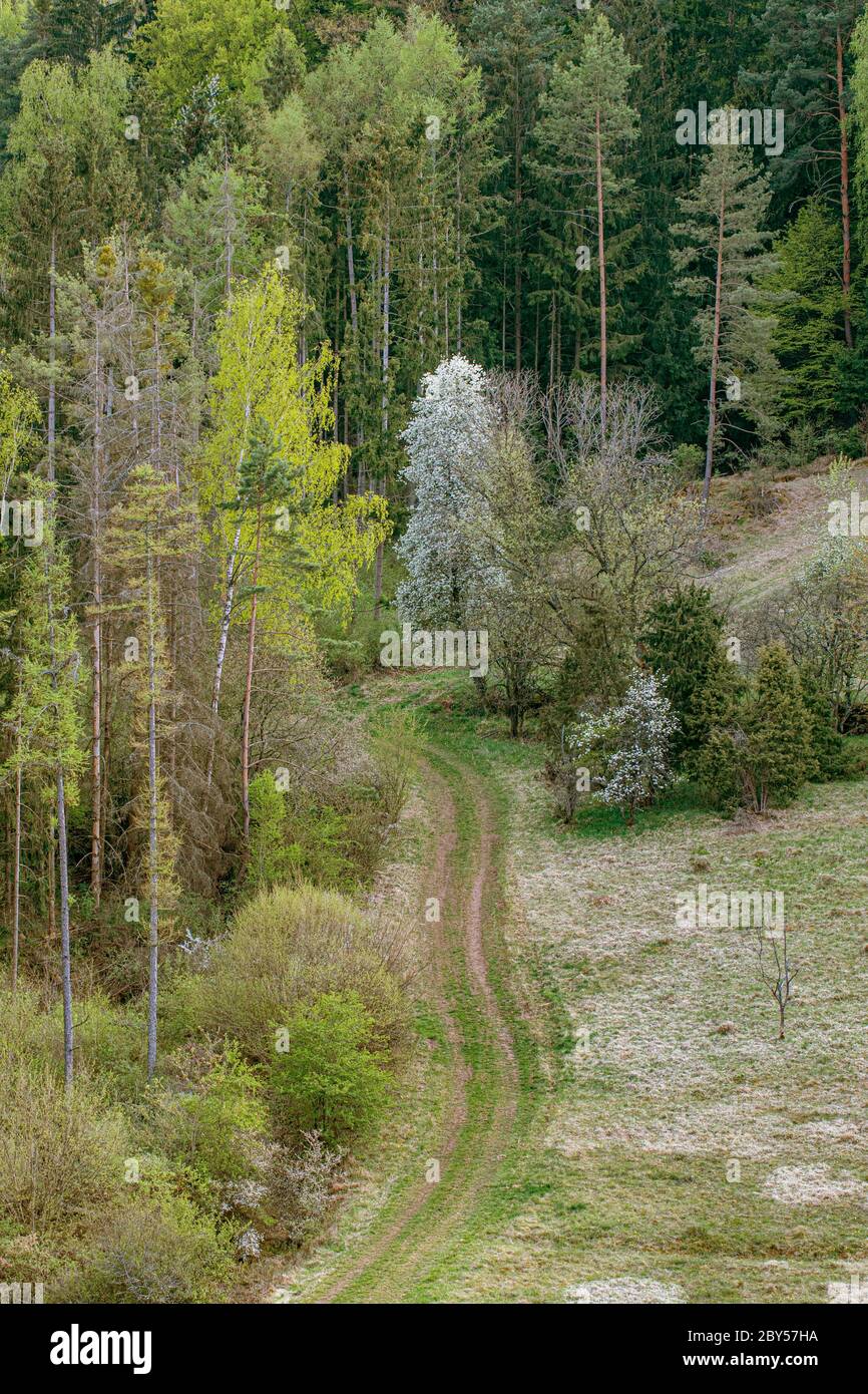 Ciliegio, ciliegio (Prunus avium), sentiero di medow con fiore di ciliegio e betulla, Germania, Baviera, Kallmuenz Foto Stock