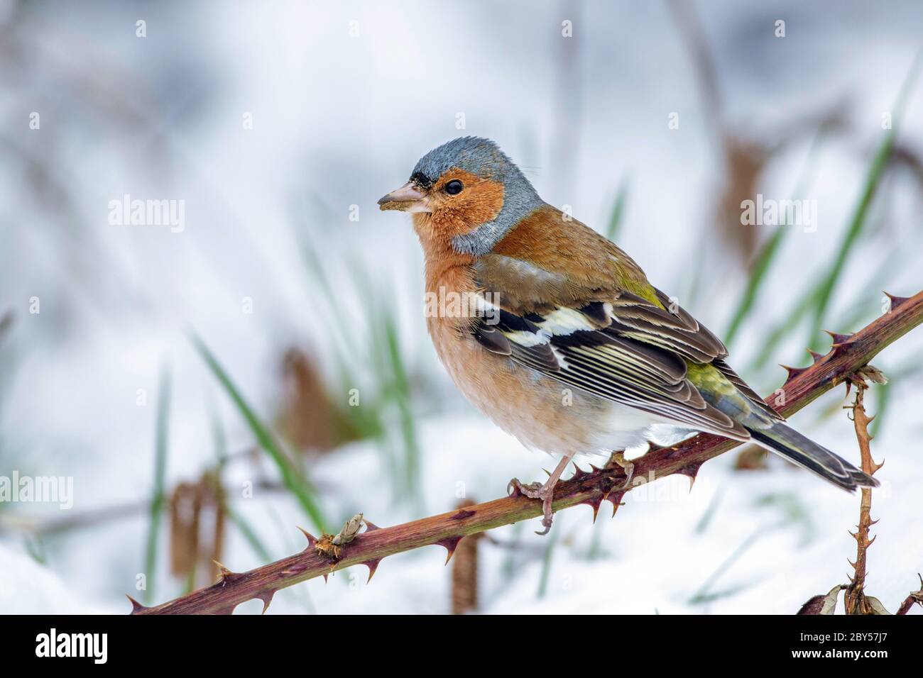 Chaffinch (Fringilla coelebs), maschio in inverno, Germania, Baden-Wuerttemberg Foto Stock