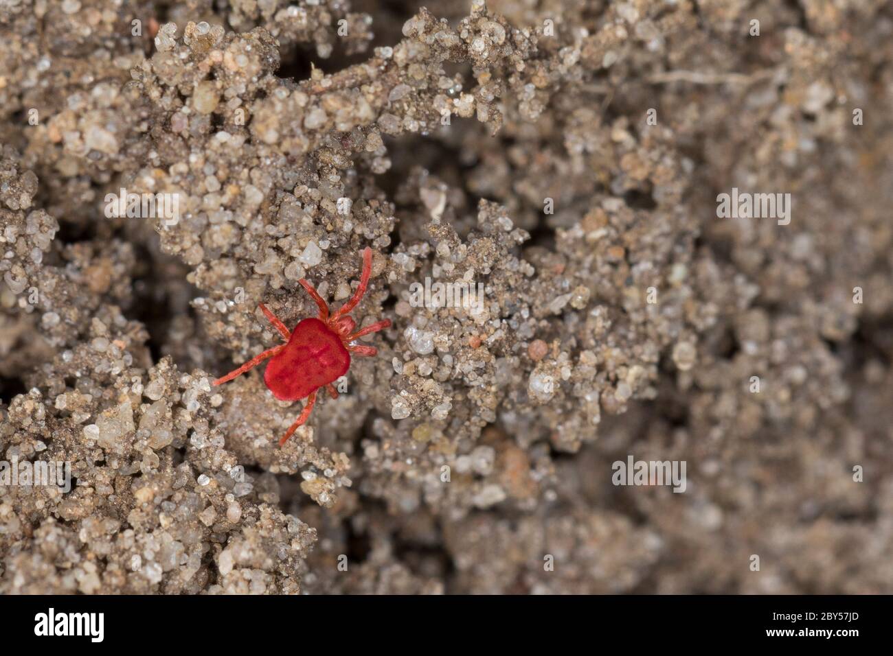 Acari di velluto, acari rossi, acari di velluto (spec. Di Trombidio, Trombidio cf. Hologericeum), sul terreno, Germania Foto Stock