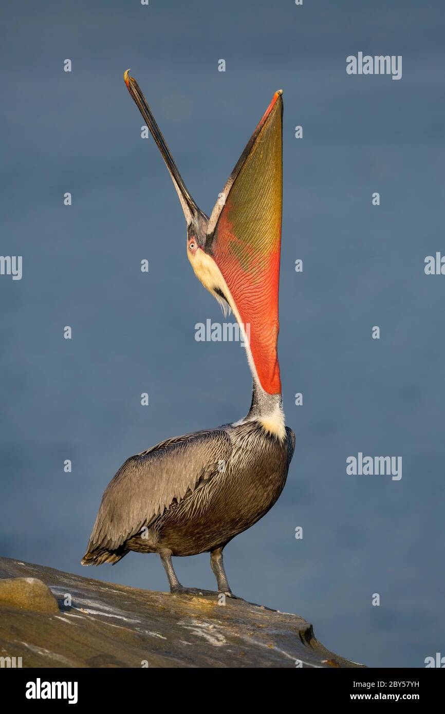 Pellicano bruno (Pelicanus occidentalis), allevamento adulto durante l'inverno, USA, California, San Diego County Foto Stock