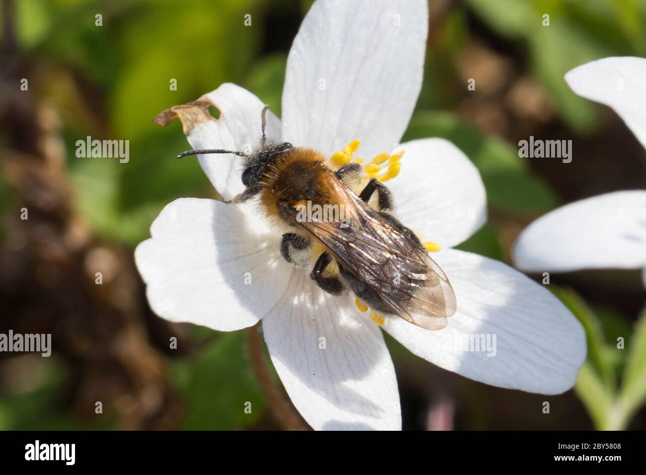 Mining-Bee (Andrena spec.), visitando un fiore di un anemone di legno, Anemone nemorosa, Germania Foto Stock