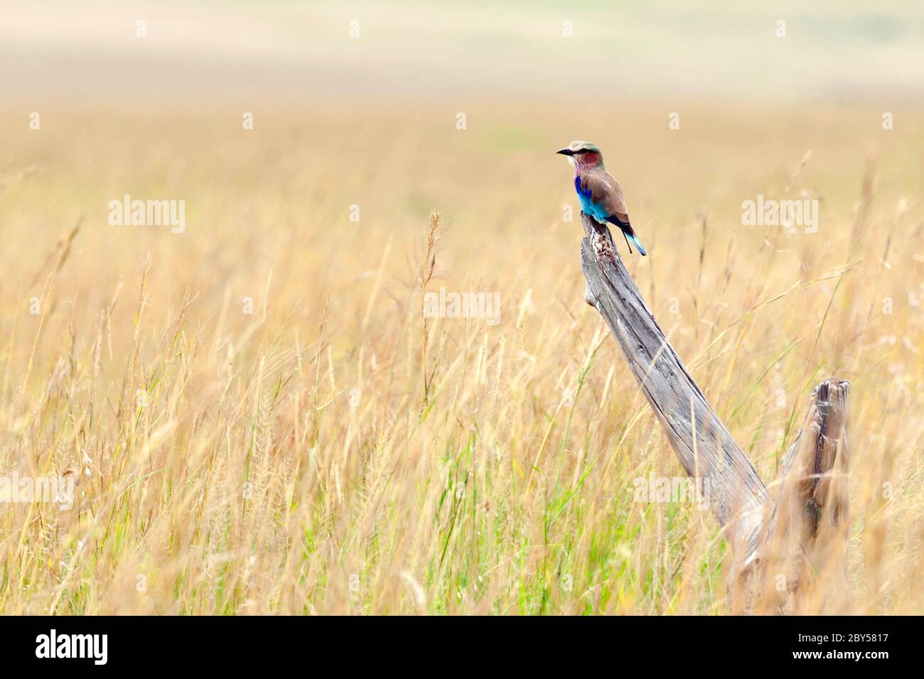 Rullo tostato lilla (Coracias caudata), che percorre su un ramo morto nella savana, Kenya, Masai Mara National Park Foto Stock