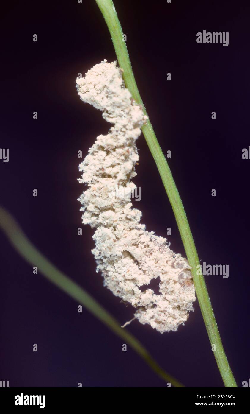 Essex Emerald (Thetidia smaragdaria), caterpillar camuffata, Germania Foto Stock