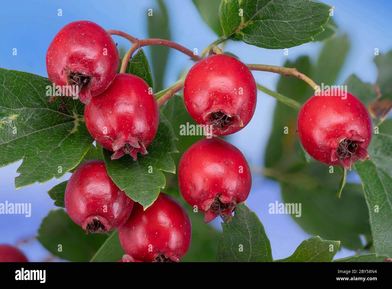 Biancospino, spine bianche, biancospino (Crataegus spec.), ramoscello con frutta, Germania, Baviera Foto Stock