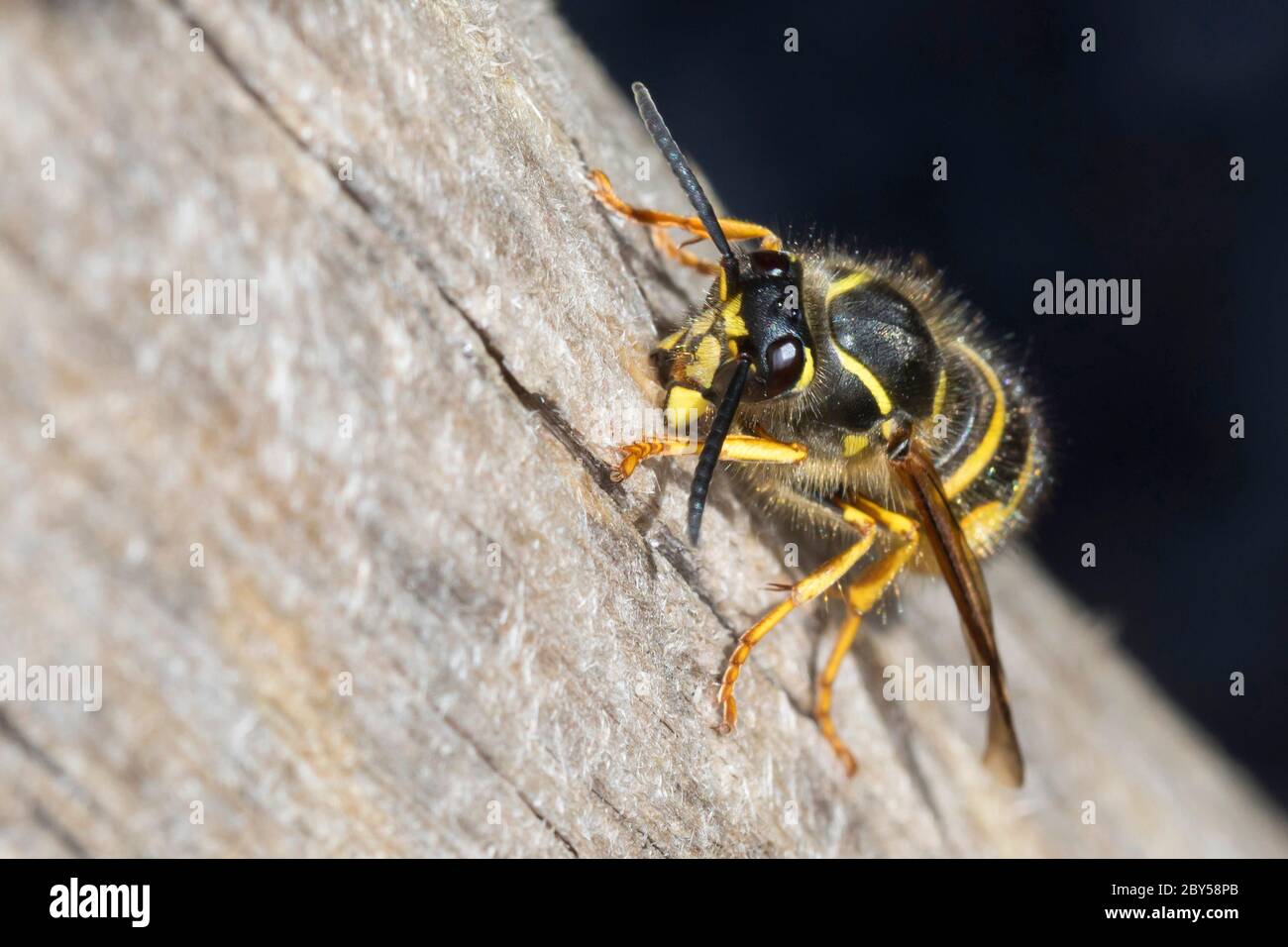 La vespa sassone (Dolichovespula saxonica, Vespua saxonica), femmina raccoglie legno per costruire il suo nido, Germania Foto Stock