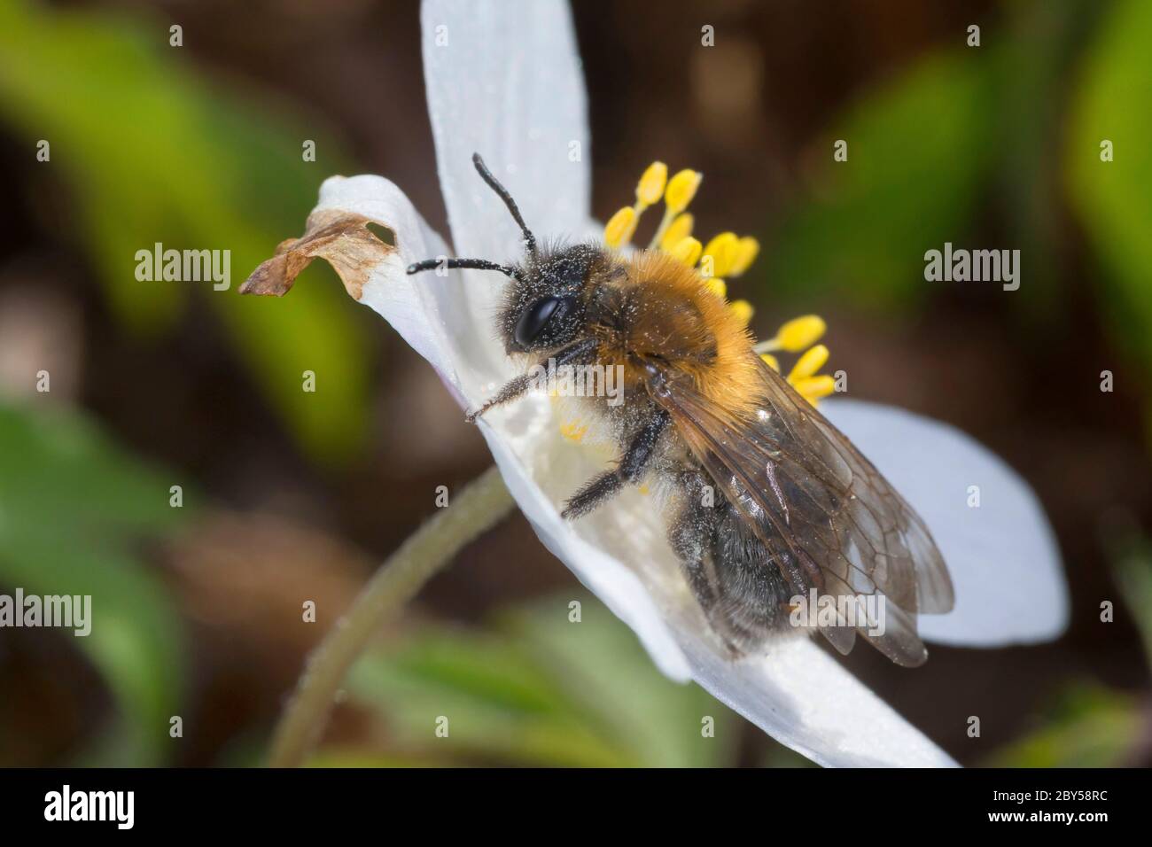 Mining-Bee (Andrena spec.), visitando un fiore di un anemone di legno, Anemone nemorosa, Germania Foto Stock