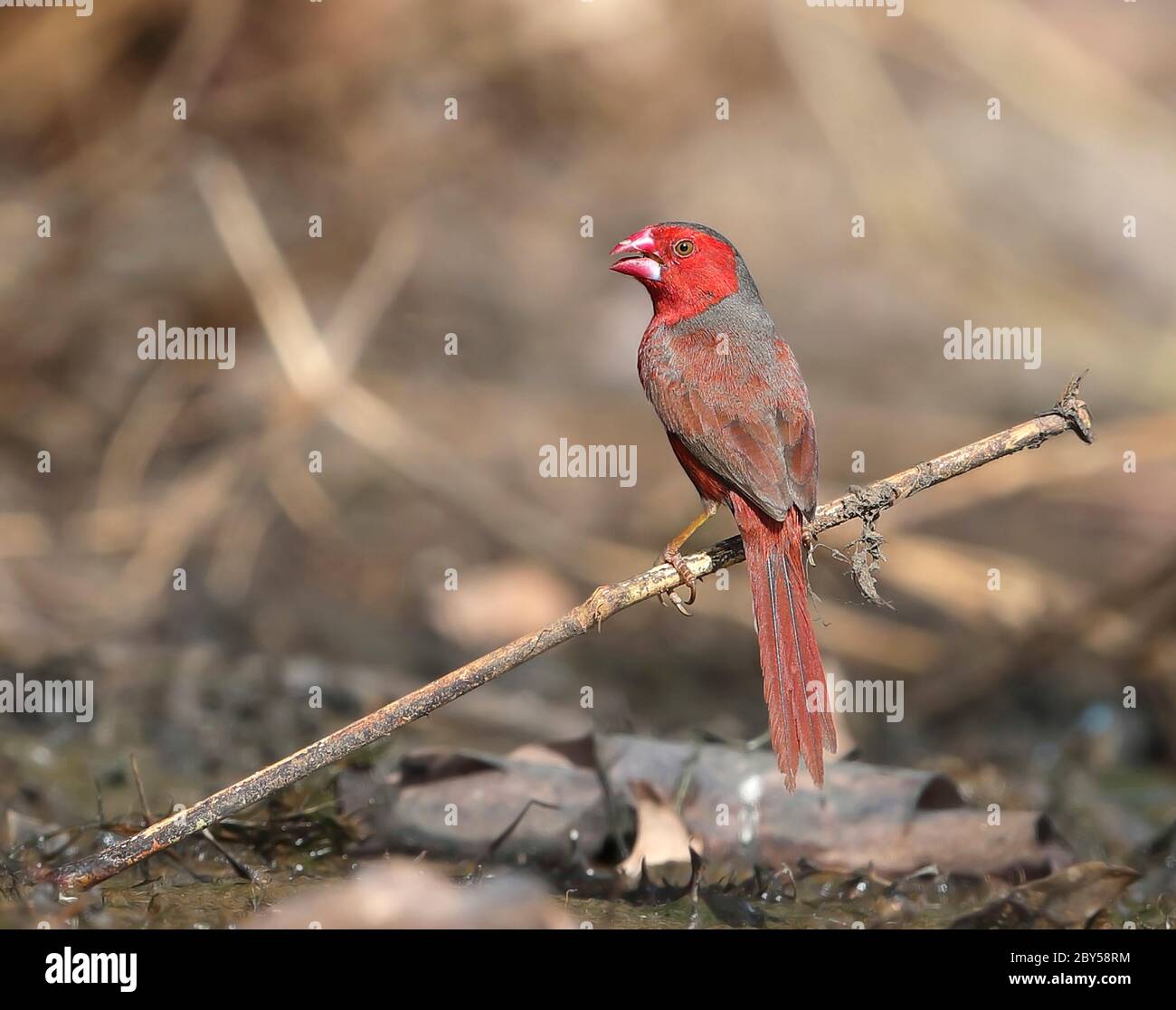 crimson finch (Neochmia phaeton), perches su un ramoscello, Australia, Townsville Foto Stock