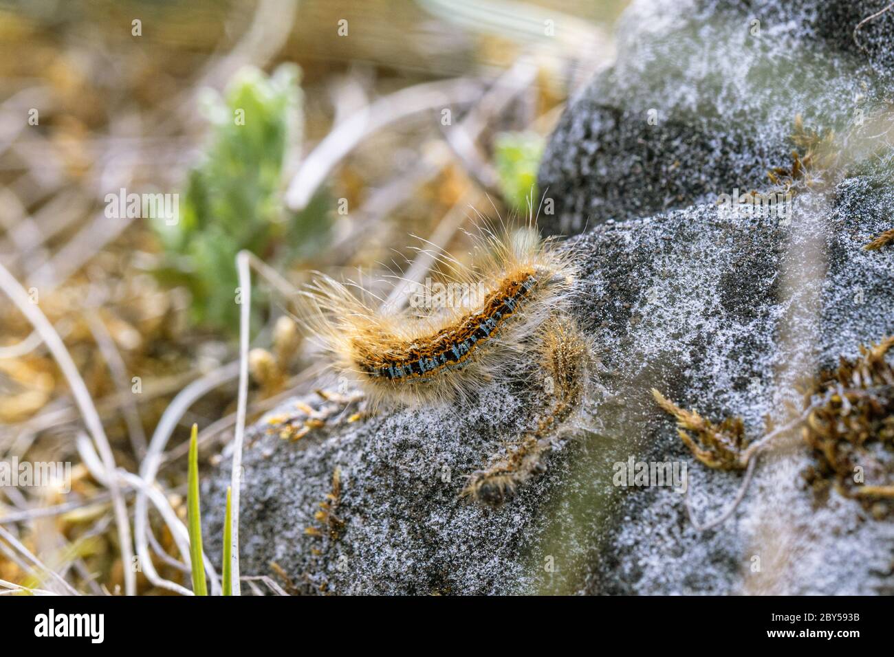 Falena lackey macinata (Malacosoma castrensis, Malacosoma castrense), bruco con esuvie in habitat, Germania, Baviera Foto Stock