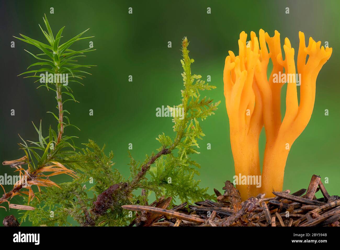 Corno giallo, stalshorn giallo (Calocera viscosa, Tylophilus fellus), corpo fruttato sul pavimento della foresta, Germania, Baviera Foto Stock