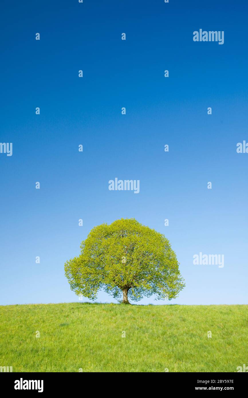 basswood, tiglio, tiglio (Tilia spec.), tiglio vicino a Ebmatingen, Svizzera, Zuercher Oberland Foto Stock