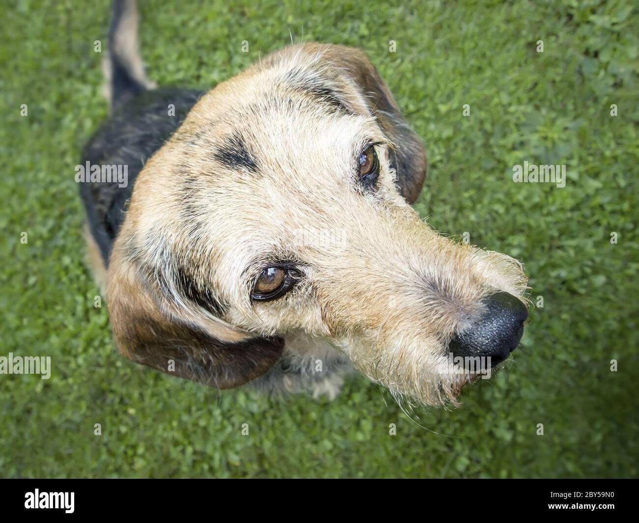 cane che osserva in su Foto Stock