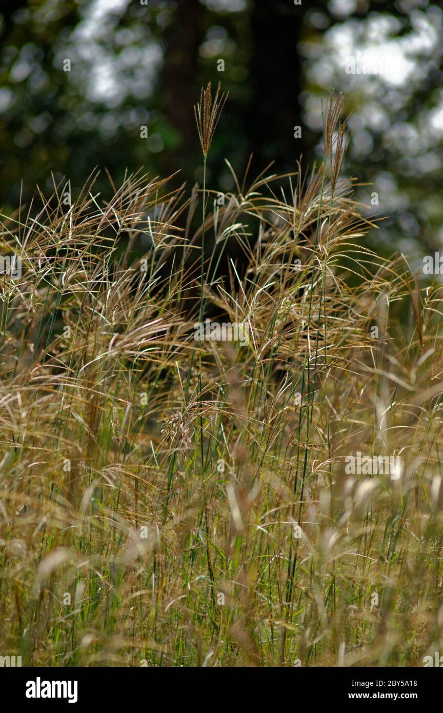Un campo di erba dorata al vento Foto Stock