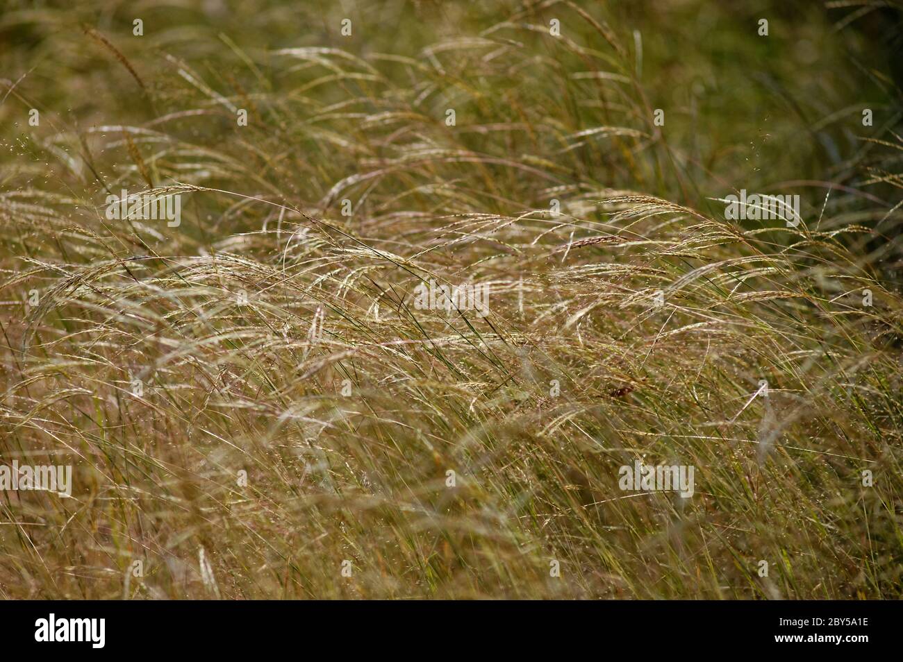 Un campo di erba dorata al vento Foto Stock