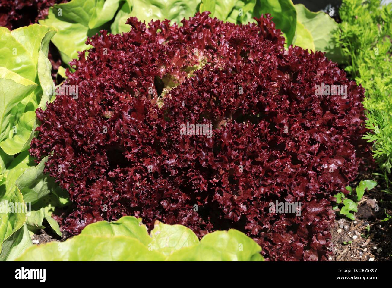 Insalata di foglie rosse biologiche o insalata di Lollo Rossa nel giardino biologico Foto Stock