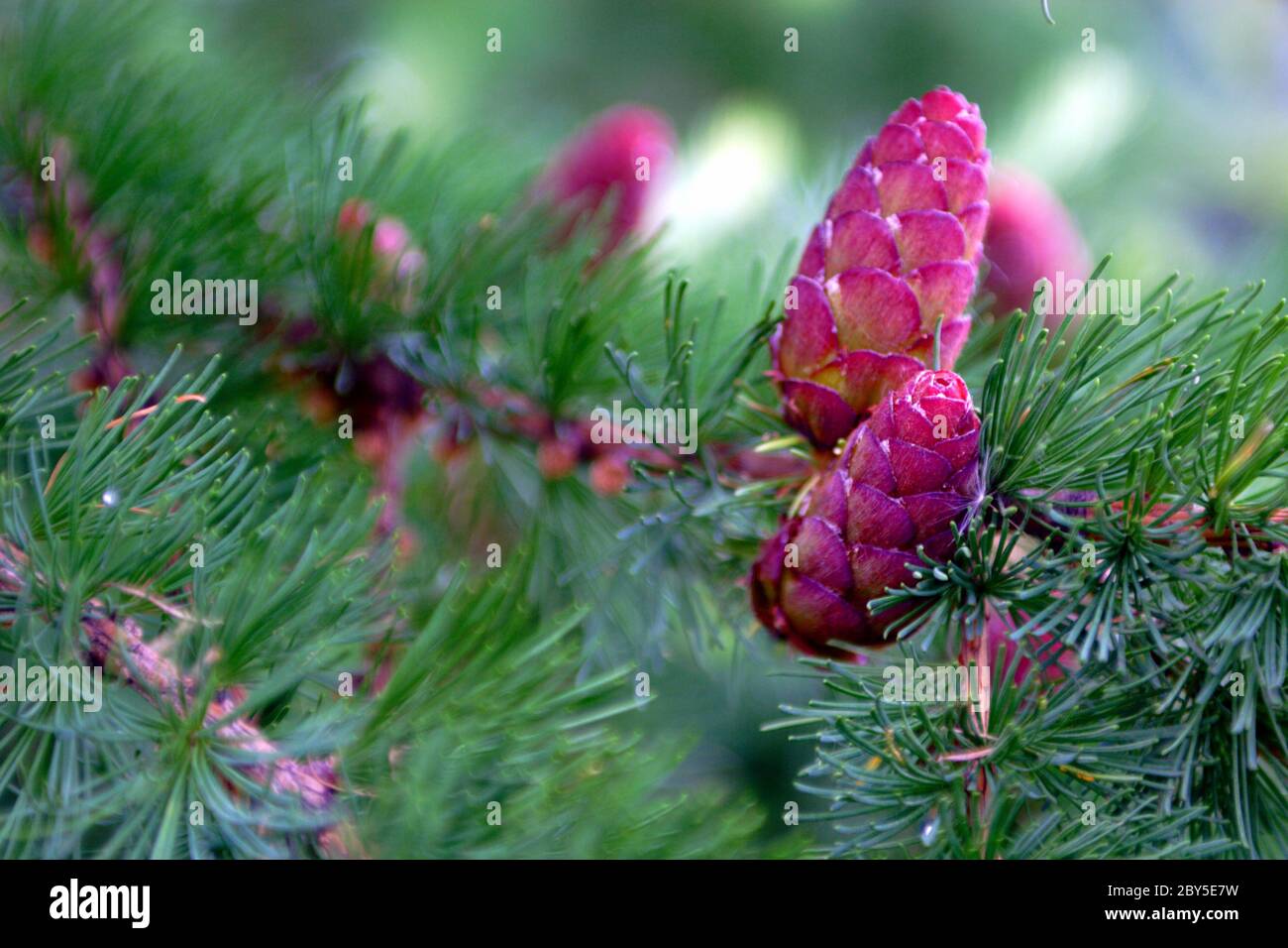 cono su un pino Foto Stock