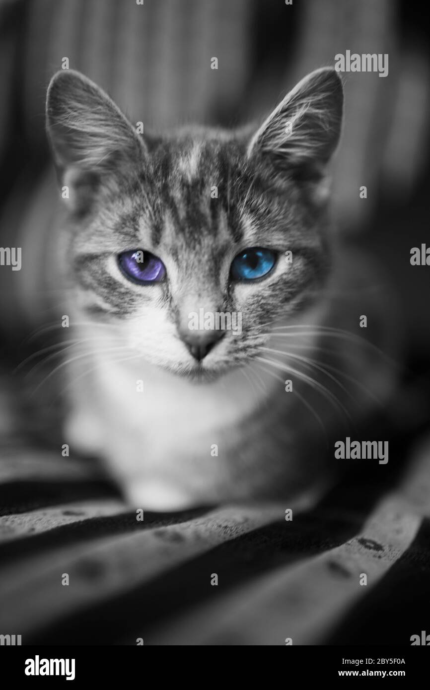 Gatto grigio con diversi colori degli occhi blu e viola poggiato sul divano. Foto Stock