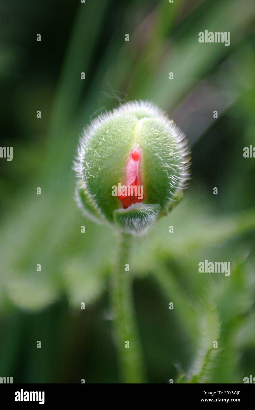 germoglio di un papavero Foto Stock