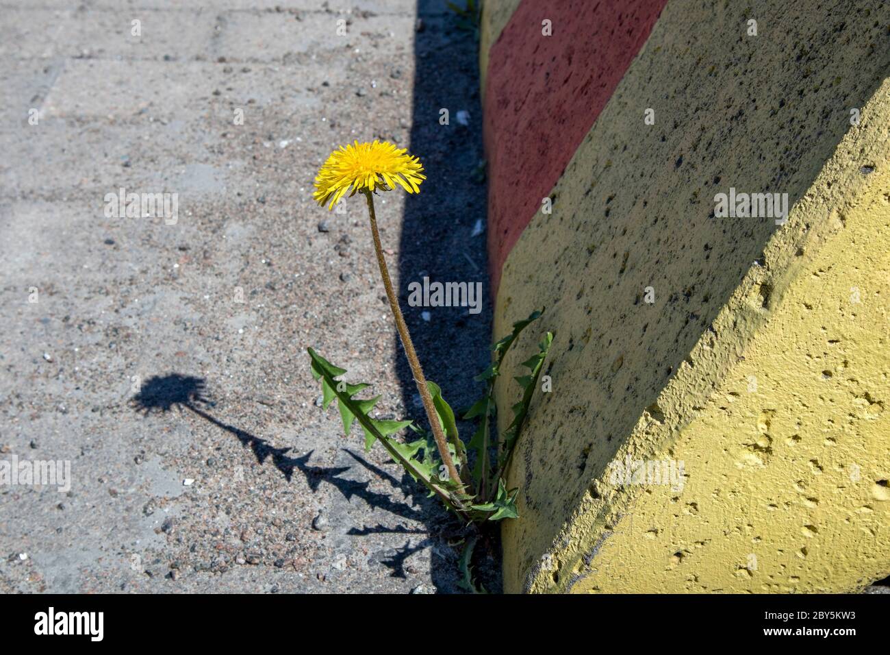 dente di leone singolo che cresce in ambiente urbano Foto Stock