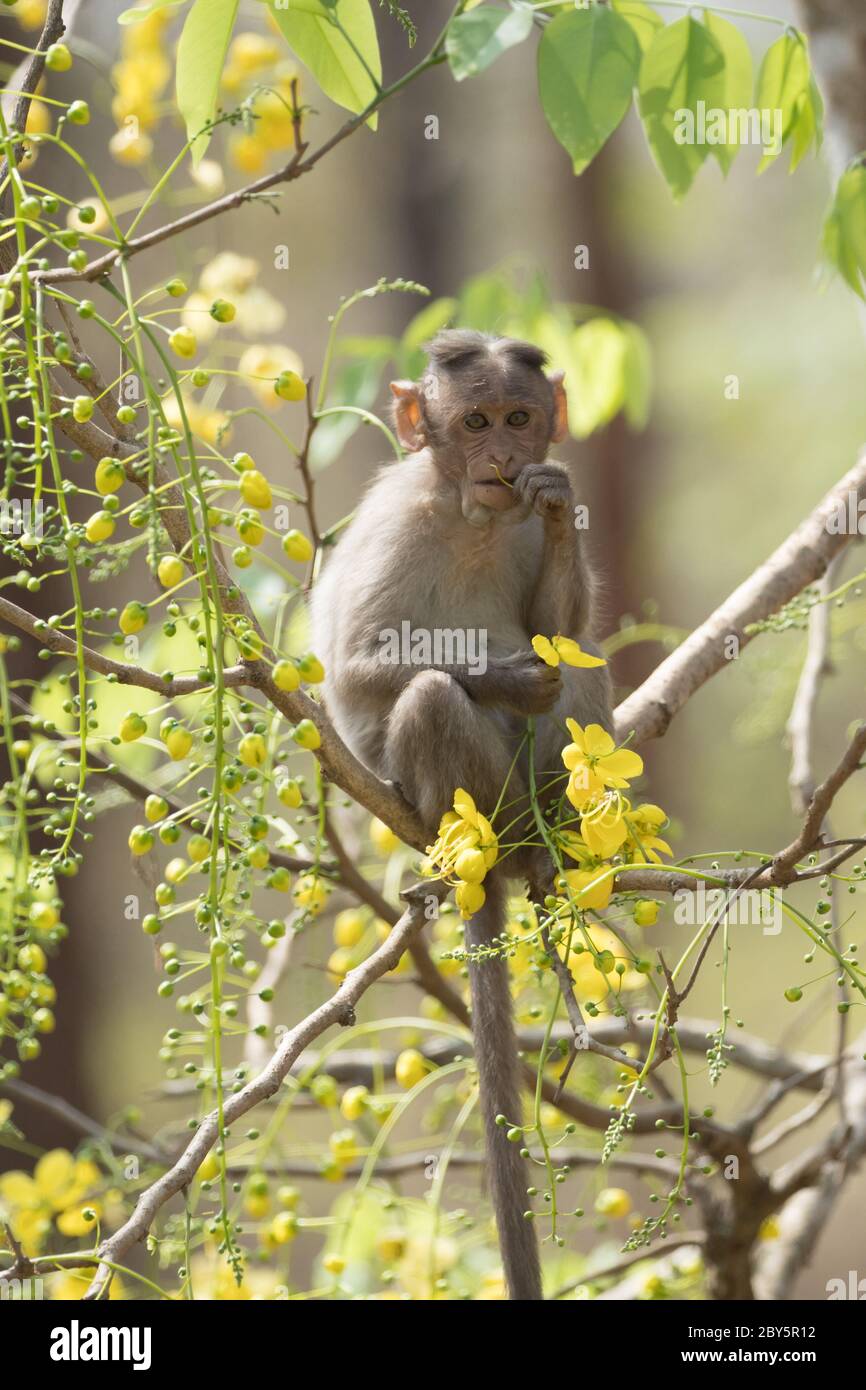 Scimmia seduta sul ramo della fistola Cassia, mangiando fistola Cassia, in fiore sfondo. Foto Stock