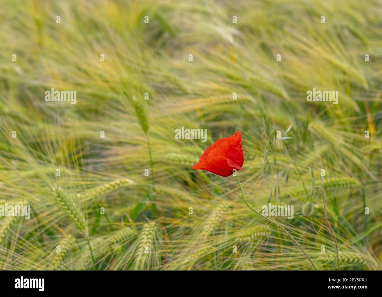 Un unico fiore rosso papavero in un campo di spighe verdi di grano in una giornata di sole Foto Stock