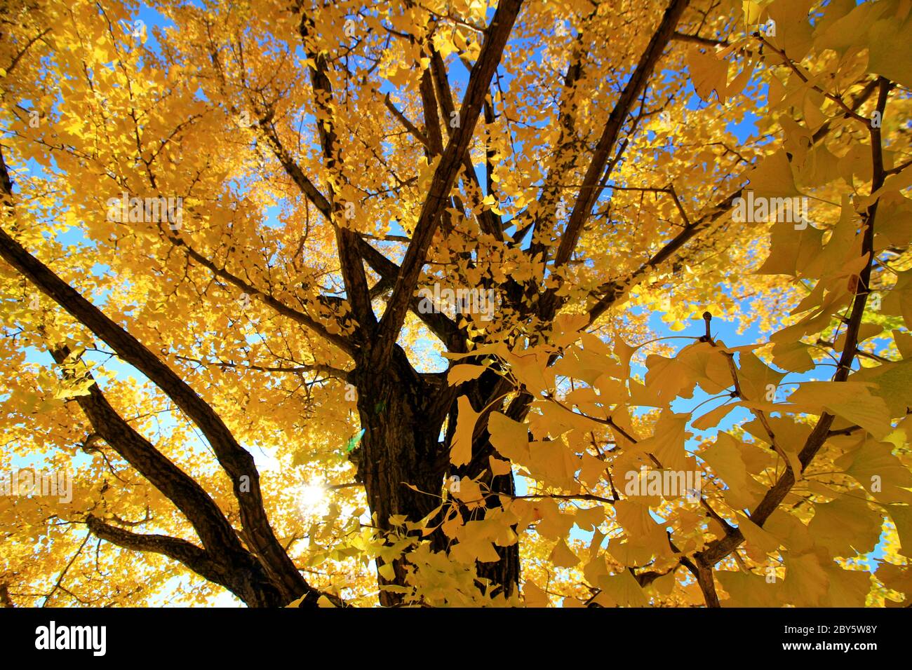 Foglie di ginkgo biloba giallo in autunno con bagliore dorato al sole del mattino Foto Stock