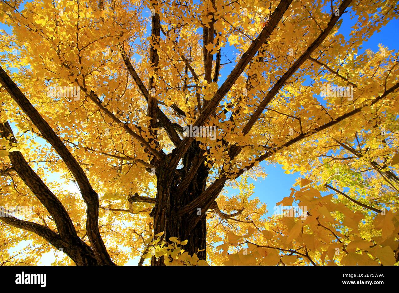 Foglie di ginkgo biloba giallo in autunno con bagliore dorato al sole del mattino Foto Stock