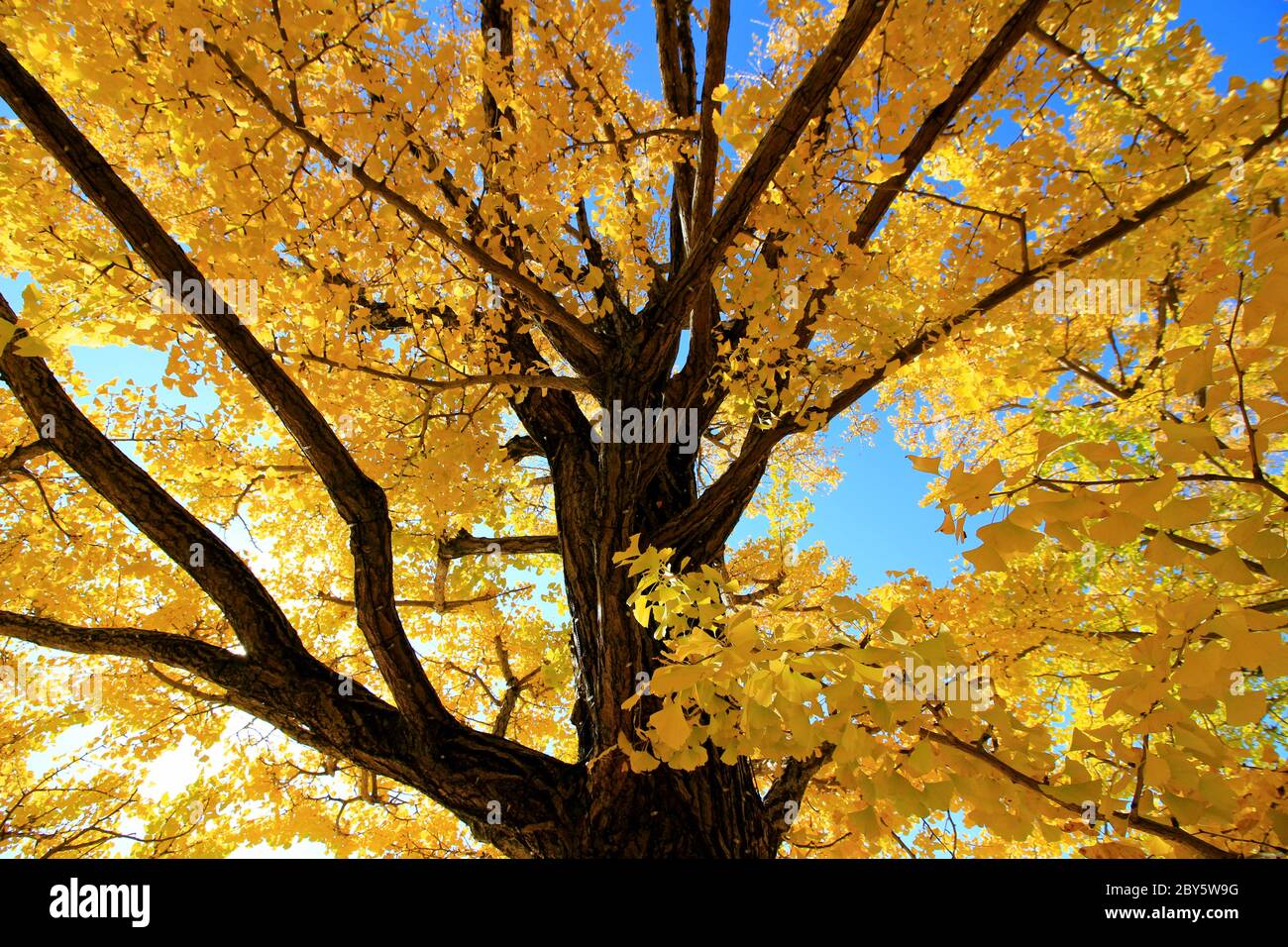 Foglie di ginkgo biloba giallo in autunno con bagliore dorato al sole del mattino Foto Stock