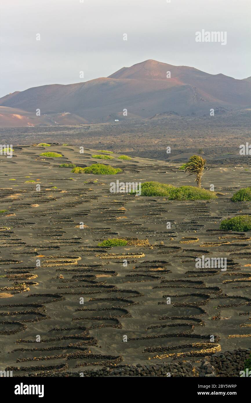 Vigneti a Lanzarote Foto Stock